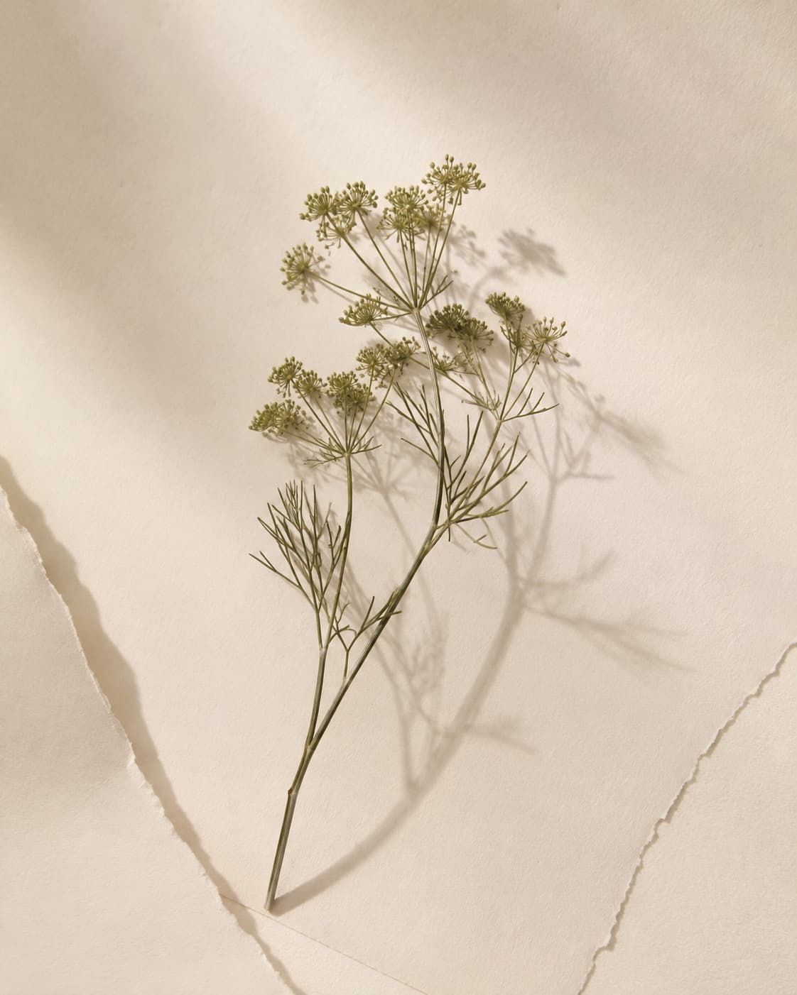Dried flowers on ivory paper with long shadows in soft light